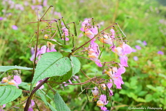 Impatiens sulcata