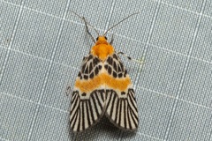 Indiania eccentropis