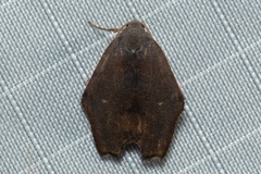 Macaduma borneana