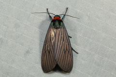 Macrobrochis staudingeri