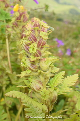 Pedicularis hoffmeisteri