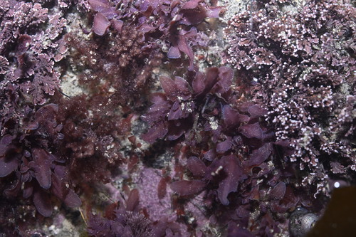 Symphyocladia marchantioides observed 2025-04-28