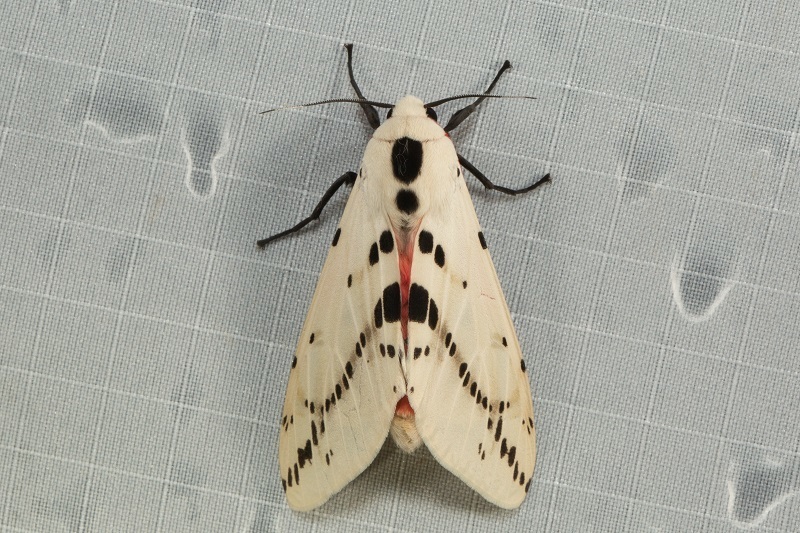Spilosoma groganae