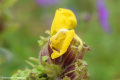 Pedicularis hoffmeisteri