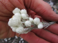 Achyranthemum paniculatum