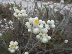 Achyranthemum paniculatum