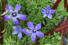 Cyananthus microphyllus