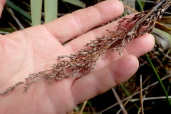 Machaerina articulata