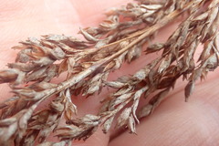 Machaerina articulata