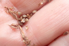 Machaerina articulata