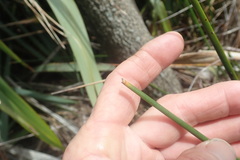 Machaerina articulata