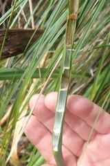 Machaerina articulata