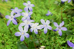 Cyananthus microphyllus