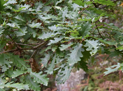 Quercus × rosacea