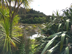 Machaerina articulata