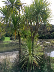 Cordyline australis