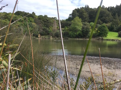 Machaerina articulata