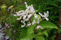 Koenigia polystachya