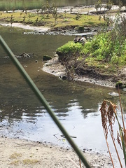 Machaerina articulata