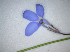 Lobelia patula