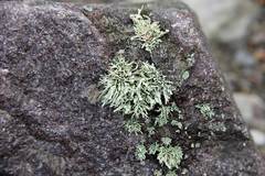 Ramalina asahinae