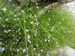 Lobelia patula