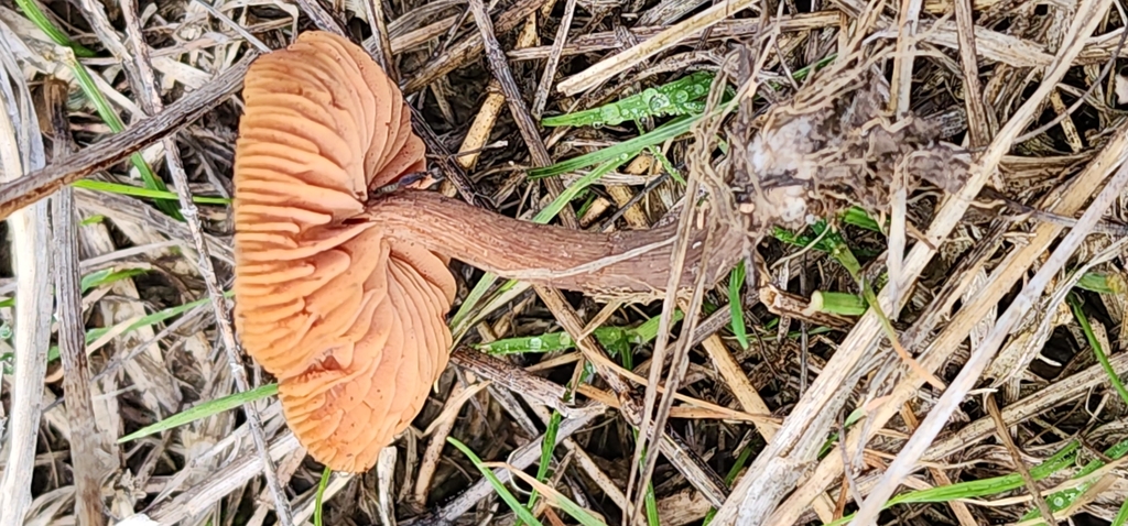 Laccaria fraterna · July 2025 · photo: © wendy1110 (iNaturalist, cc0)
