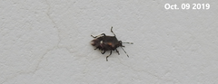 Menida