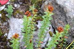 Rhodiola heterodonta
