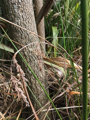 Machaerina articulata