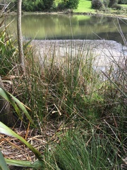 Machaerina articulata