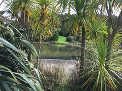Cordyline australis