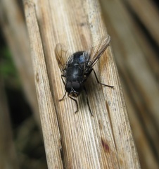 Calliphoroides antennatis