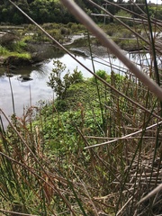 Machaerina articulata