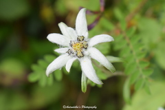 Leontopodium jacotianum