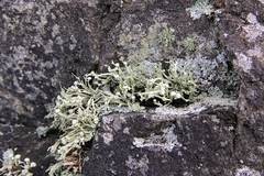 Ramalina asahinae