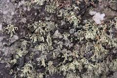 Ramalina asahinae
