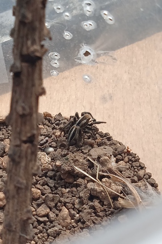 Phlegra bicognata