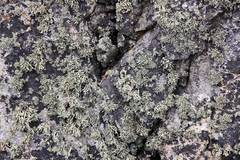Ramalina asahinae