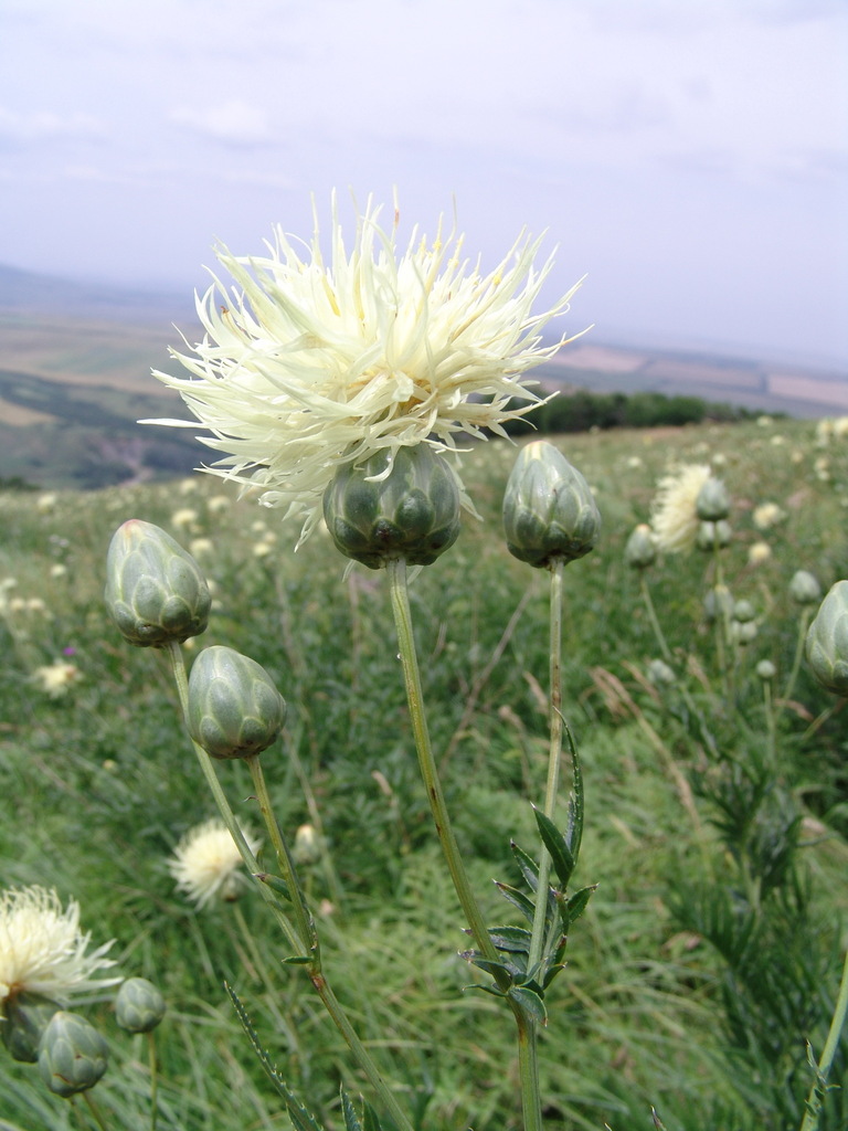 Rhaponticoides ruthenica