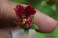 Potentilla atrosanguinea