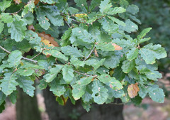 Quercus × rosacea