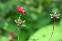 Potentilla atrosanguinea