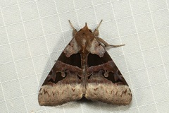 Avatha bubo
