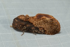 Batracharta nigritogata
