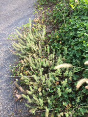 Tracheophyta