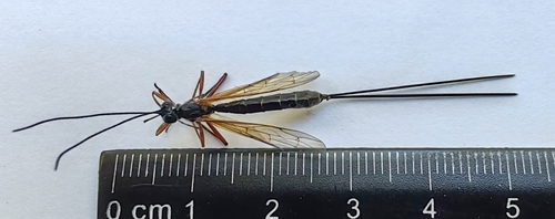 Rhyssella obliterata