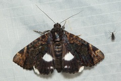Catephia linteola