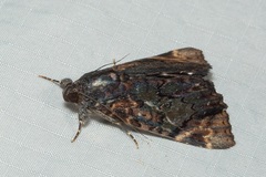 Catephia linteola