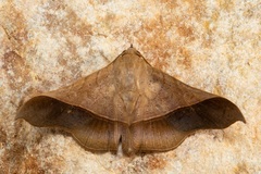 Chilkasa falcata